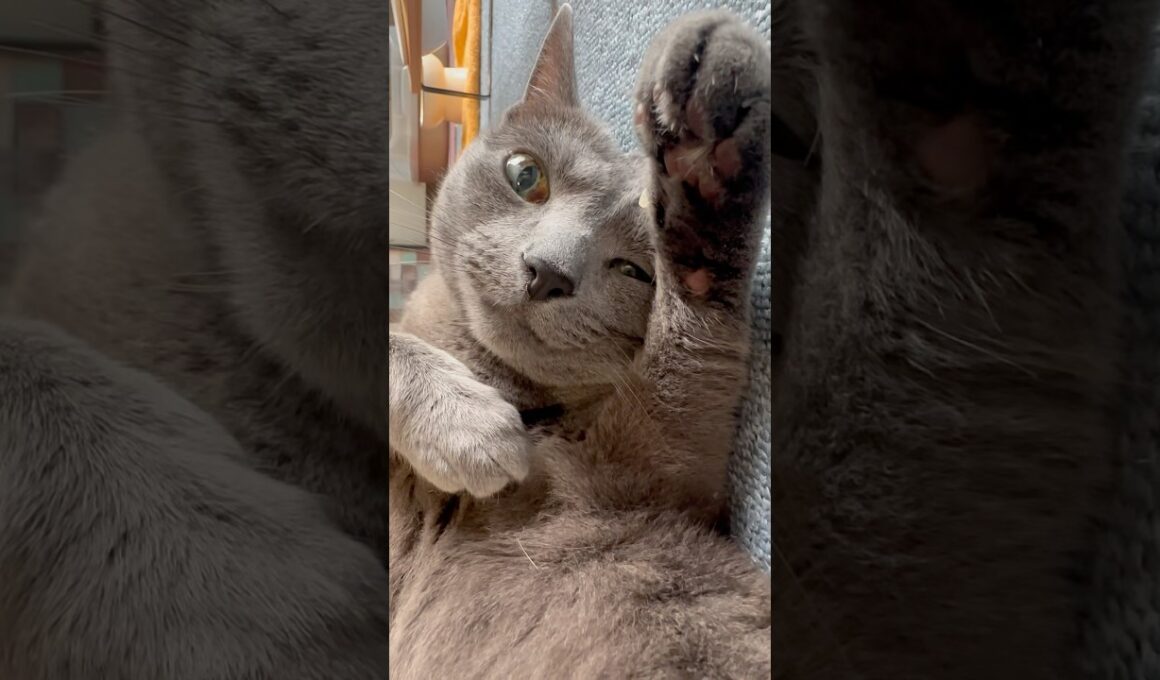 【ロシアンブルー】めろん🍈暑い中...豪快に転がってます🤭【猫】#shorts