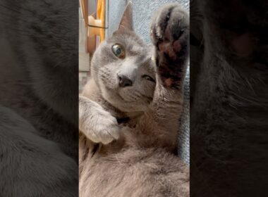 【ロシアンブルー】めろん🍈暑い中...豪快に転がってます🤭【猫】#shorts