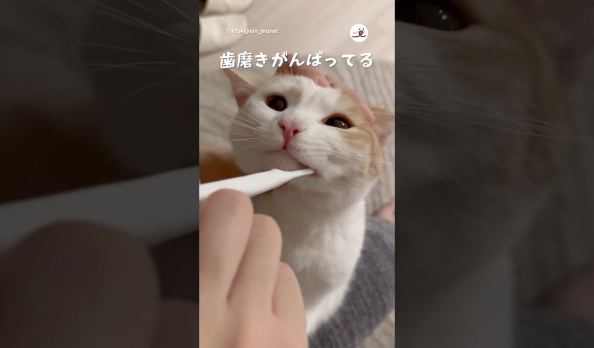 ねこさんの歯磨き🪥｜PECO