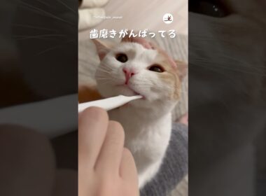 ねこさんの歯磨き🪥｜PECO