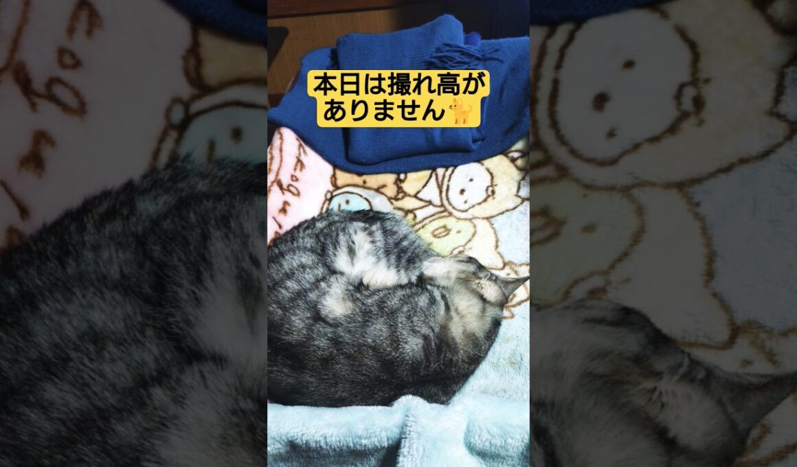 本日は撮れ高がありませんでした🙇#cute #cat #ねこ #猫のいる暮らし #いやしねこ #吹雪