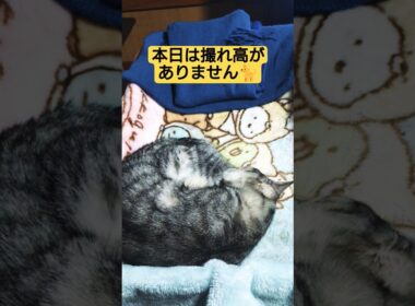 本日は撮れ高がありませんでした🙇#cute #cat #ねこ #猫のいる暮らし #いやしねこ #吹雪