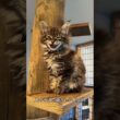 これがメインクーン！世界最大級のやさしい猫🐱✨#メインクーン #猫好き #かわいい猫