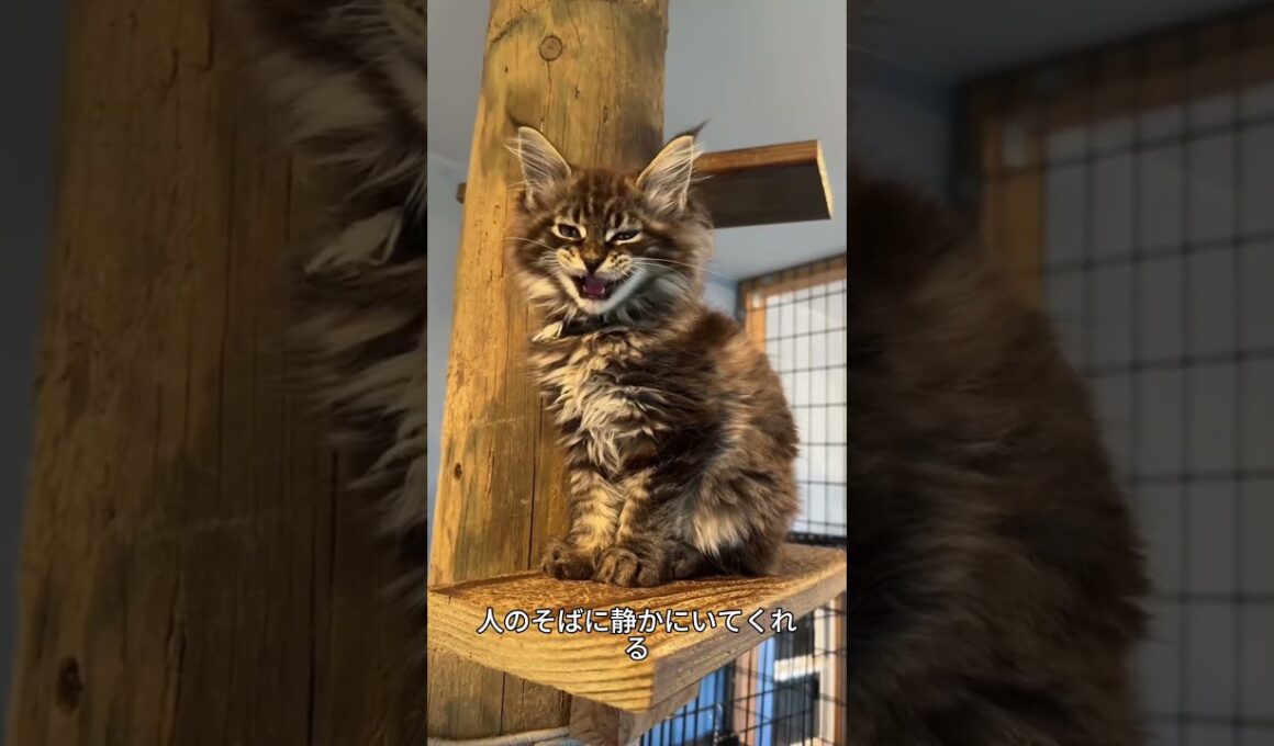 これがメインクーン！世界最大級のやさしい猫🐱✨#メインクーン #猫好き #かわいい猫