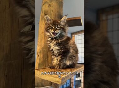 これがメインクーン！世界最大級のやさしい猫🐱✨#メインクーン #猫好き #かわいい猫