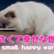 バーマン猫ラフ【小さくて幸せな世界】A small, happy world（バーマン猫）Birman/Cat