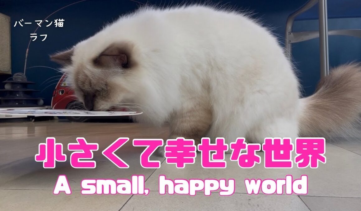 バーマン猫ラフ【小さくて幸せな世界】A small, happy world（バーマン猫）Birman/Cat