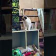 シャムの子ねこパンダくん、一番、高いカラーボックスから、徐々に段を下りて