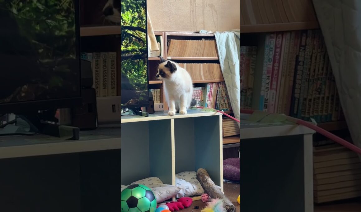 シャムの子ねこパンダくん、一番、高いカラーボックスから、徐々に段を下りて