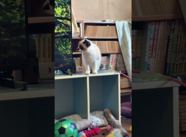 シャムの子ねこパンダくん、一番、高いカラーボックスから、徐々に段を下りて