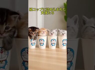 【眼福】紙コップに詰め込まれた子猫たち