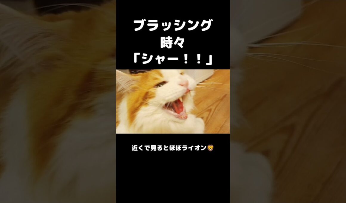 今日のセテさん #メインクーン #ノルウェージャンフォレストキャット #サイベリアン #大型猫 #猫のいる暮らし #shorts #cat #mainecoon #catshorts​