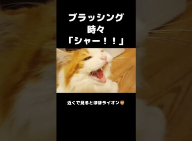 今日のセテさん #メインクーン #ノルウェージャンフォレストキャット #サイベリアン #大型猫 #猫のいる暮らし #shorts #cat #mainecoon #catshorts​