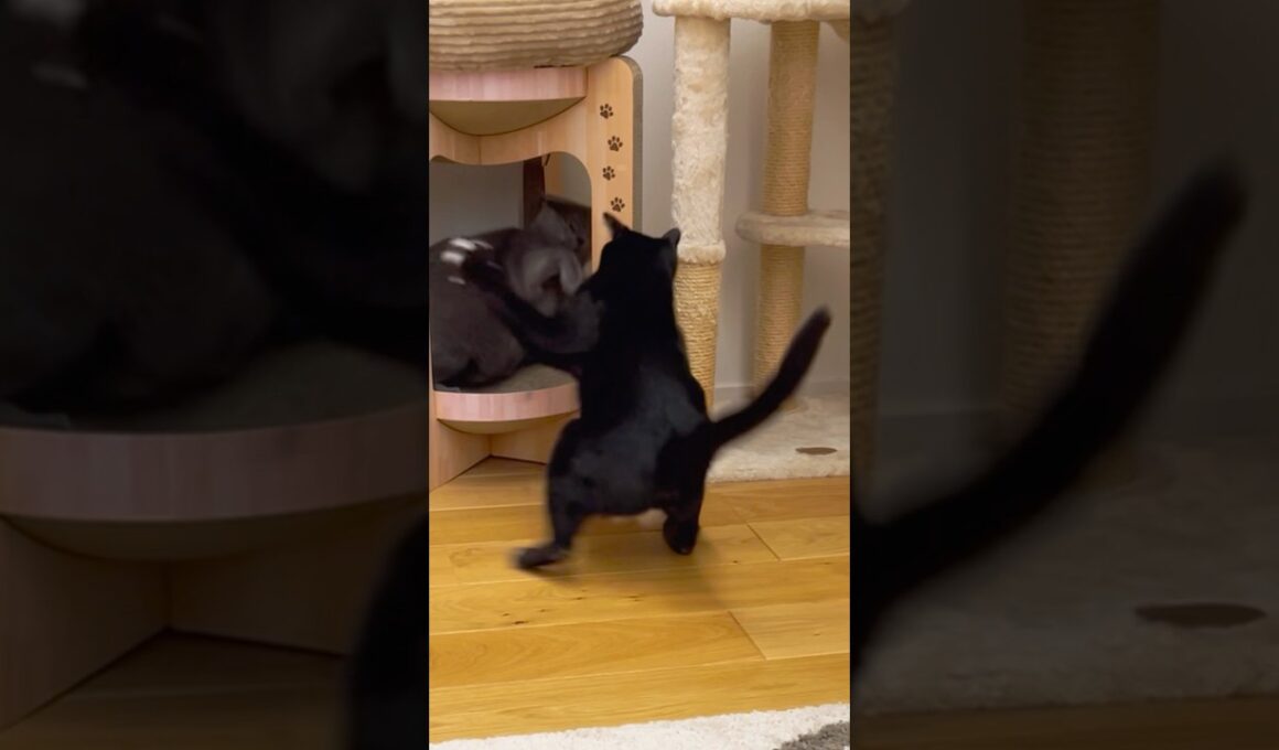 また始まった😱⚡️ #保護猫 #ロシアンブルー#黒猫 #cat