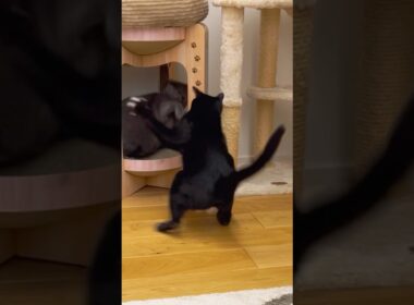 また始まった😱⚡️ #保護猫 #ロシアンブルー#黒猫 #cat