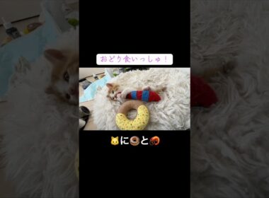 子猫🐱にドーナッツ🍩とエビ🦐のおくりもの #cat  #猫  #ねこ  #保護猫 #cute #猫のいる暮らし #子猫 #kitten #shorts  #こねこ