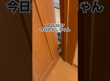 2025/12/17今日のかしちゃん #猫 #ペルシャ #カシス #cat #猫のいる暮らし