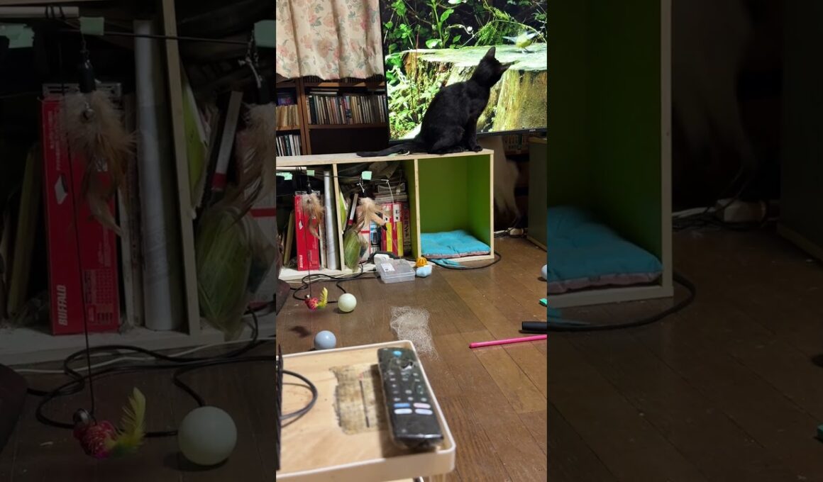 ネコが喜ぶ動画を観る黒猫の黒夢。シャムのパンダ、三毛猫ミックスが、観賞場所に来た