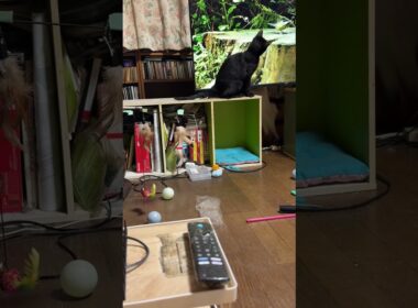 ネコが喜ぶ動画を観る黒猫の黒夢。シャムのパンダ、三毛猫ミックスが、観賞場所に来た