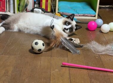 シャムの子ねこパンダくん、床で寝そべりながら、ネコジャラシｗが可愛かった