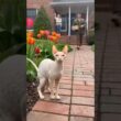 😺 🐈 Cornish Rex talks to Army Dad! #cat