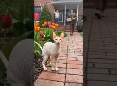 😺 🐈 Cornish Rex talks to Army Dad! #cat