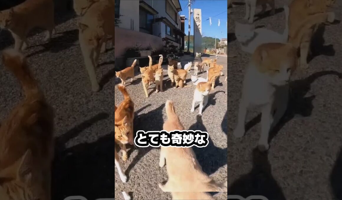 日本式ネコの捜し方が世界で流行中ってホント⁉️ーJapanese Missing Cat Method#ネコ #迷い猫 #捜しかた#日本式
