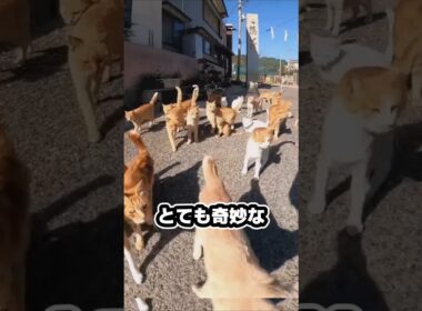 日本式ネコの捜し方が世界で流行中ってホント⁉️ーJapanese Missing Cat Method#ネコ #迷い猫 #捜しかた#日本式