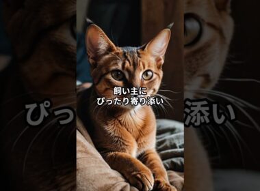 アビシニアンにぞっこん