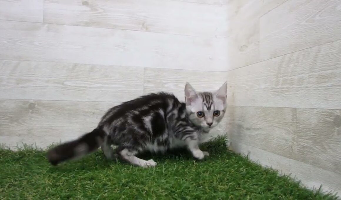 ペットショップcoo&riku No.00741157 アメリカンショートヘアー