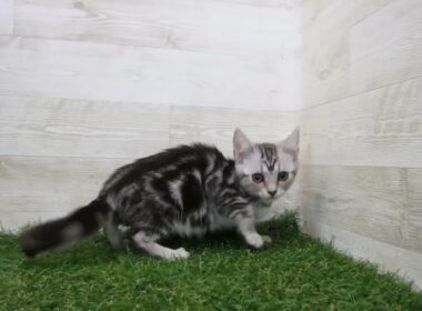 ペットショップcoo&riku No.00741157 アメリカンショートヘアー