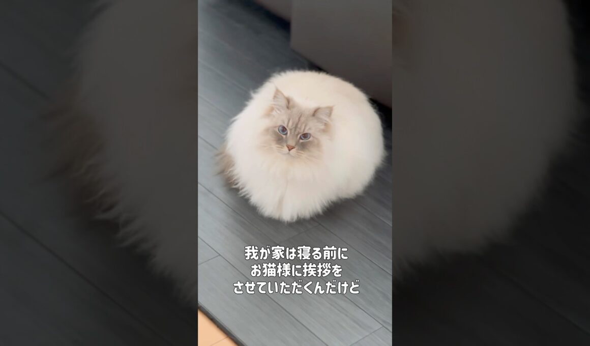 【おやすみ】家庭内格差がすごい猫 #cat #サイベリアン #ネヴァマスカレード #猫 #shots