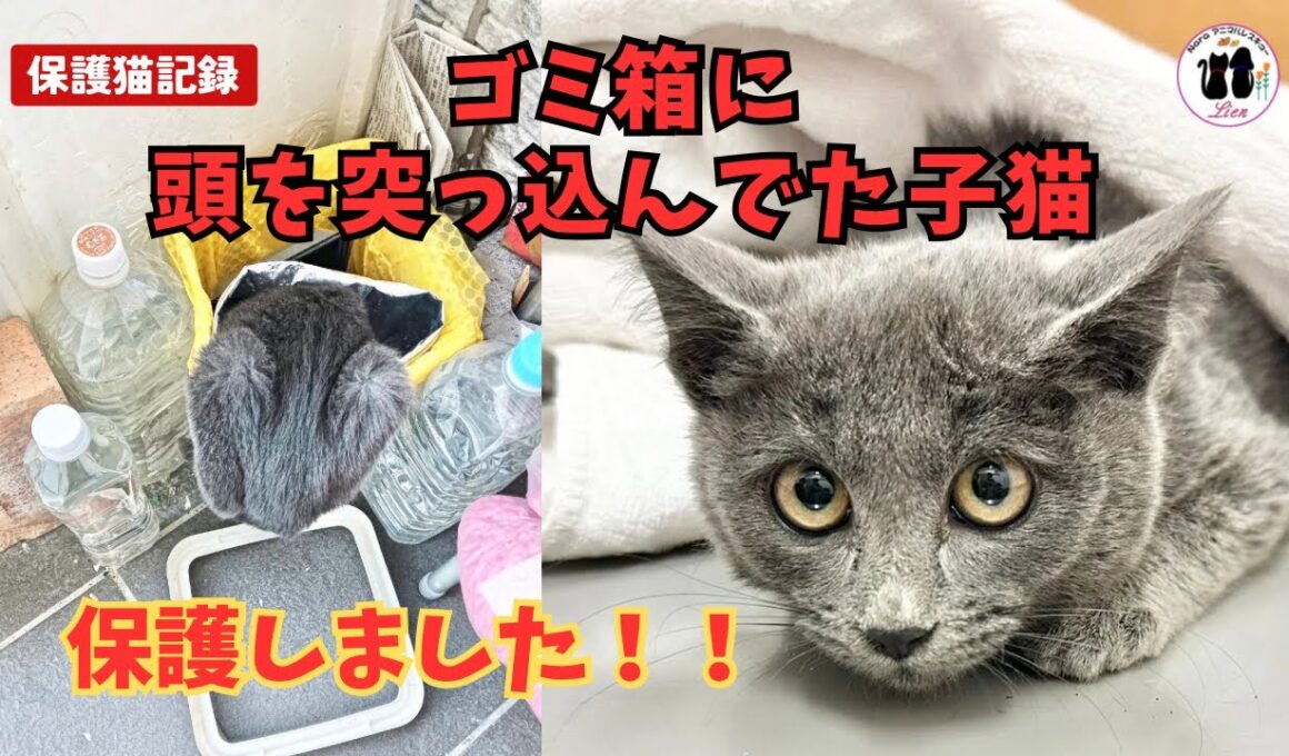 ゴミ箱に頭を突っ込んでた子猫を保護！