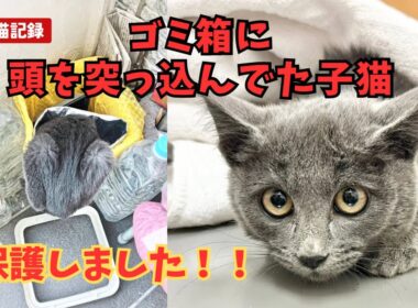 ゴミ箱に頭を突っ込んでた子猫を保護！