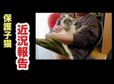 保護子猫のトライアル近況報告