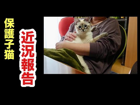 保護子猫のトライアル近況報告