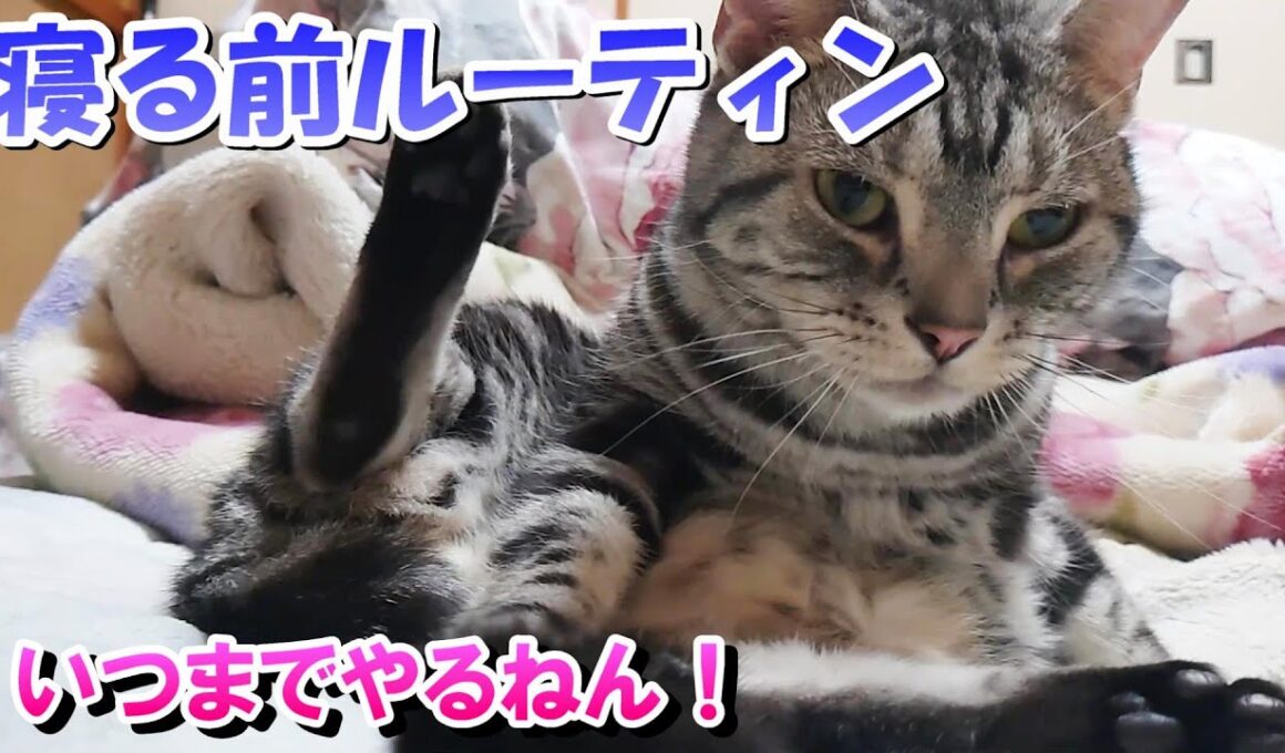 ねこさんの寝る前ルーティン！いつまでやるねん！（アメリカンショートヘア）