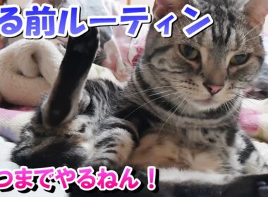 ねこさんの寝る前ルーティン！いつまでやるねん！（アメリカンショートヘア）
