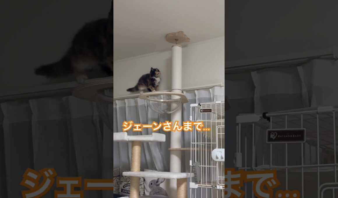 ヒマラヤンのマーベル🐈🐾の真似する新入りジェーン🐱😂 #cat #cutecat #animals #子ネコ #猫のいる暮らし #猫好きさんと繋がりたい #三毛猫 #shorts