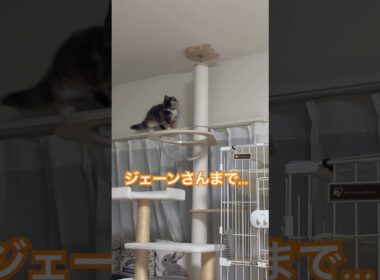 ヒマラヤンのマーベル🐈🐾の真似する新入りジェーン🐱😂 #cat #cutecat #animals #子ネコ #猫のいる暮らし #猫好きさんと繋がりたい #三毛猫 #shorts