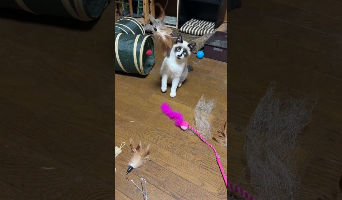 シャムの子ねこパンダくん。ネコジャラシは、ピンクのより羽つきの方が好きｗ