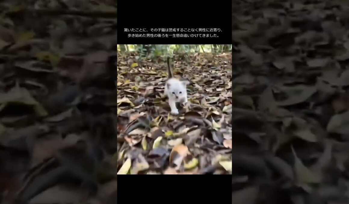子猫が必死に追いかけてきたんだけど。【猫の感動する話】 #猫 #保護 #家族 #感動 #感動猫 #保護猫 #cat