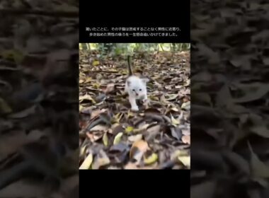 子猫が必死に追いかけてきたんだけど。【猫の感動する話】 #猫 #保護 #家族 #感動 #感動猫 #保護猫 #cat