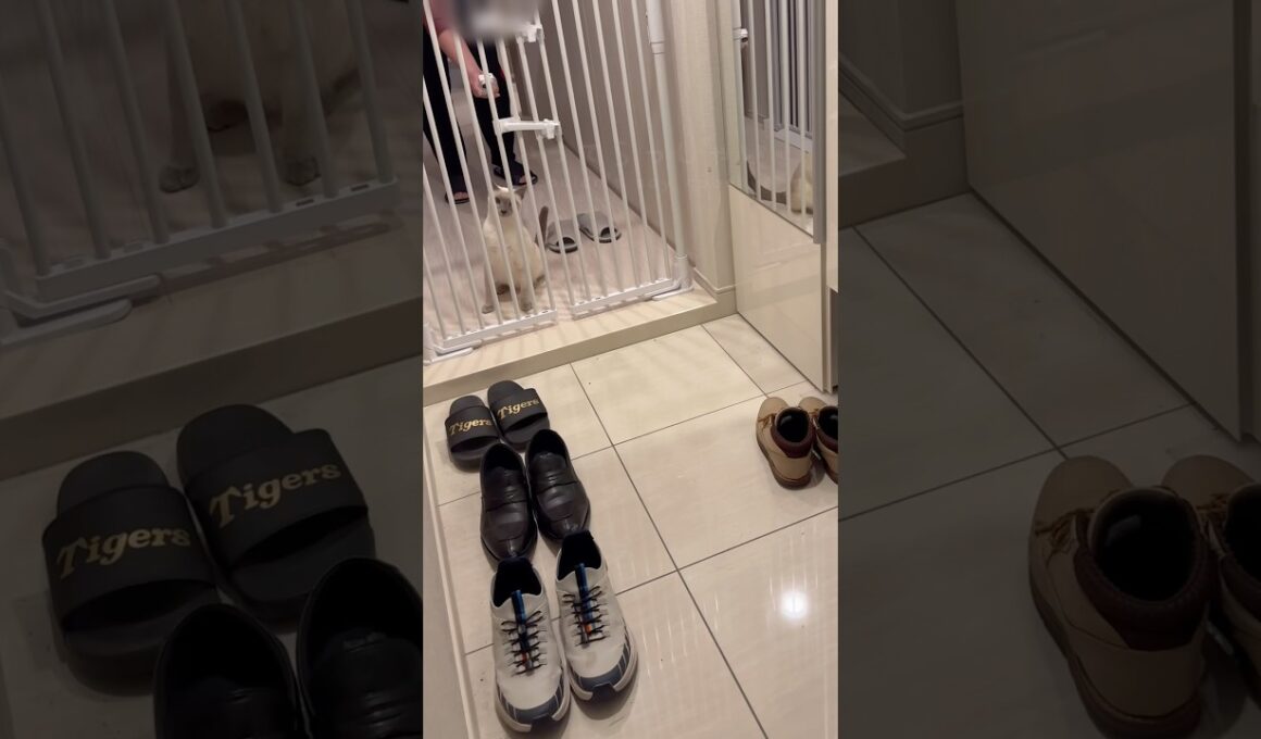 仕事に行く気配を察知した猫の反応が切なすぎた…