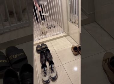 仕事に行く気配を察知した猫の反応が切なすぎた…