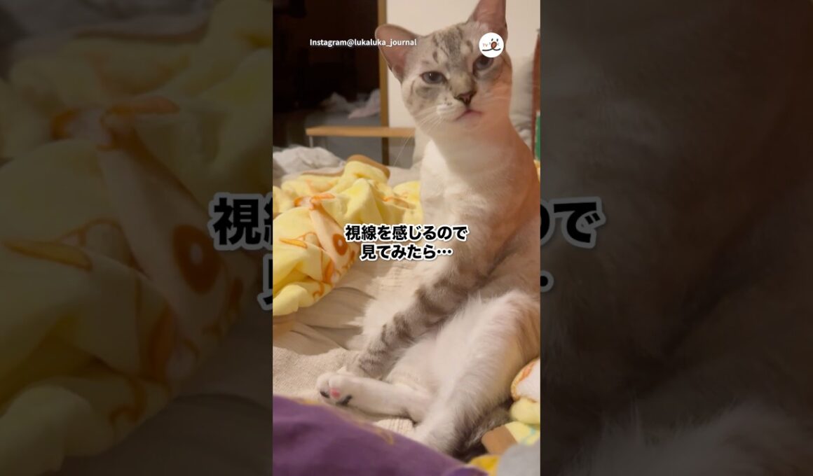 首傾げて見てくる猫｜PECO