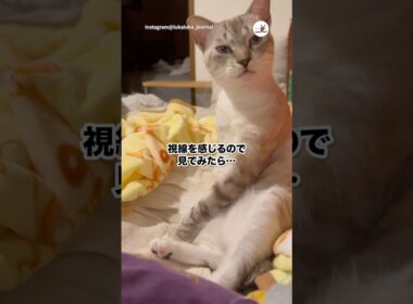 首傾げて見てくる猫｜PECO