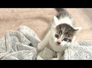 元気に何度も突撃してくる子猫【坊ちゃん日記#16】The kitten that keeps charging at me