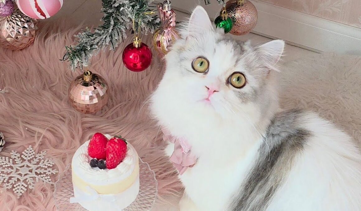 今日のにゃんず🐱#猫配信#猫動画 #ミヌエット#ラガマフィン#ラグドール#猫#ネコ#子猫#live#funny#funnycats #funnycat#cat#cute#kitten#minuet