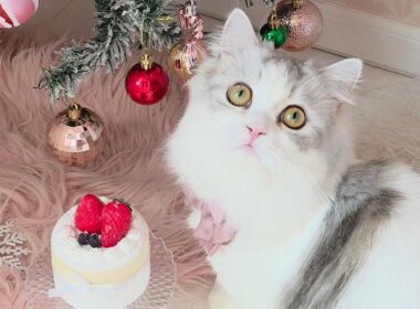 今日のにゃんず🐱#猫配信#猫動画 #ミヌエット#ラガマフィン#ラグドール#猫#ネコ#子猫#live#funny#funnycats #funnycat#cat#cute#kitten#minuet